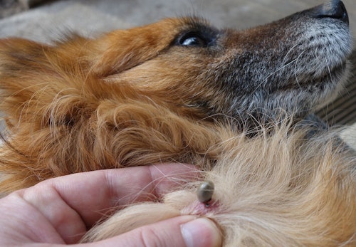 犬にマダニがついた時の対処法は 取ってしまっていいのか 感染する病気や予防策などを解説 獣医師監修 わんクォール 犬にマダニがついた時の対処法は 取ってしまっていいのか 感染する病気や予防策などを解説 獣医師監修 わんクォール