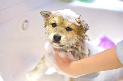 犬と一緒に寝る時の注意点は 犬に与える影響や必要なしつけなどを解説 獣医師監修 わんクォール 犬と一緒に寝る時の注意点は 犬に与える影響や必要なしつけなどを解説 獣医師監修 わんクォール