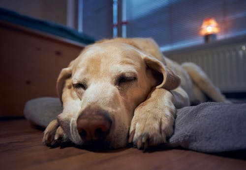 犬のしゃっくりの原因は 考えられる病気と対処法 病院に連れて行くべき症状を解説 獣医師監修 わんクォール