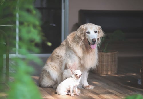 獣医師監修 犬の留守番は何時間が限界 年齢ごとの目安と必要なしつけ 環境作りについて解説 わんクォール 獣医師監修 犬の留守番は何時間が限界 年齢ごとの目安と必要なしつけ 環境作りについて解説 わんクォール