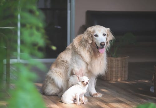 獣医師監修 犬の留守番は何時間が限界 年齢ごとの目安と必要なしつけ 環境作りについて解説 わんクォール