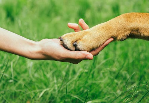 獣医師監修 犬の肉球の役割とは 体調不良のサインや病気 怪我の対処法 ケアの仕方などを解説 わんクォール