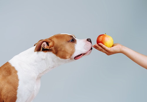 りんごを嗅ぐ犬