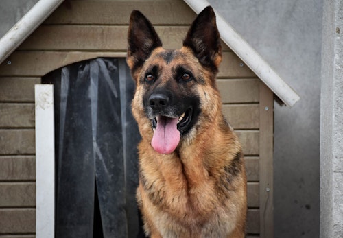 犬の留守番は何時間が限界 年齢ごとの目安と注意点を解説 獣医師監修 わんクォール 犬の留守番は何時間が限界 年齢ごとの目安と注意点を解説 獣医師監修 わんクォール