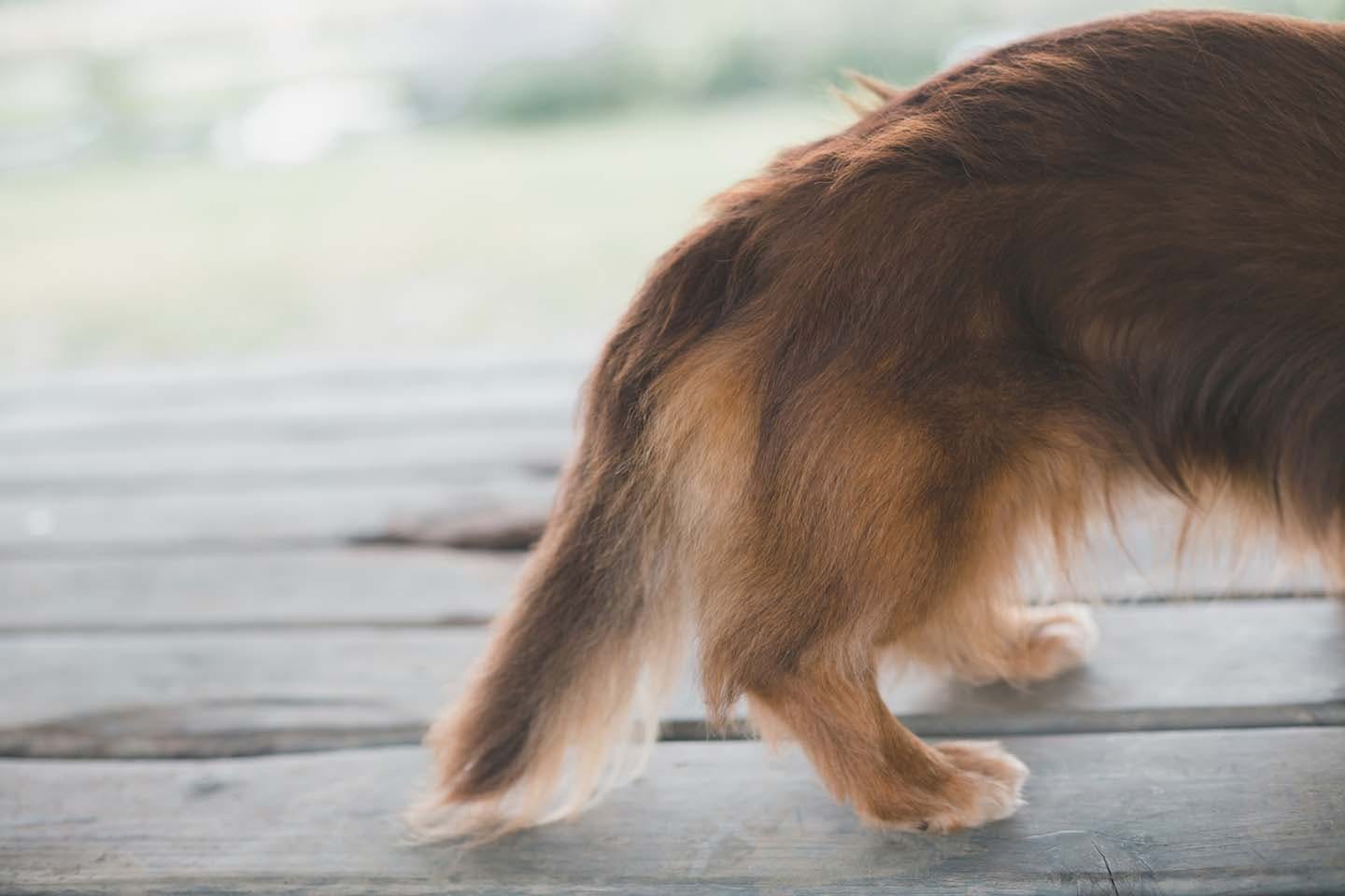 獣医師監修 犬の老化は後ろ足から 老化のサインや対策法 家庭でできるケアを紹介 わんクォール