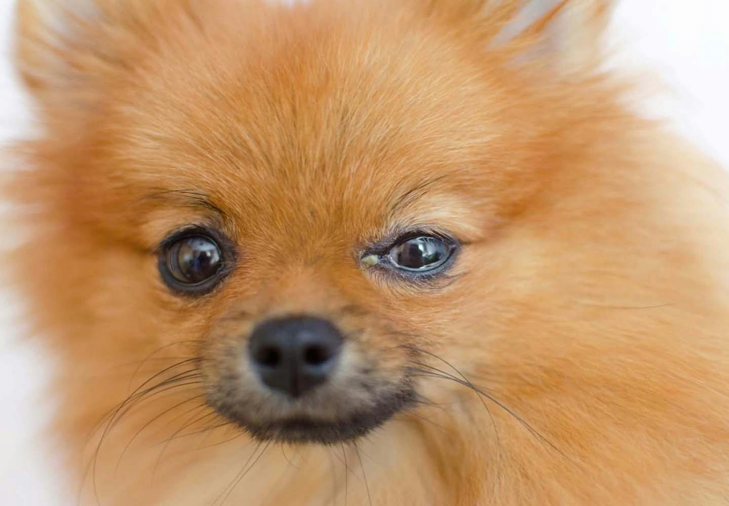 獣医師監修 犬の目やには病気のサイン 原因と対処法 涙やけとの違いについて解説 わんクォール