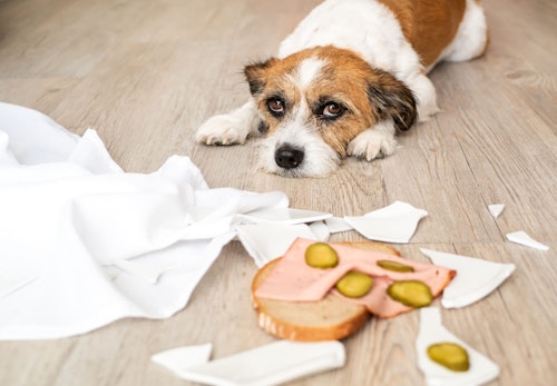 犬にパンを食べさせるのは注意 アレルギー症状や下痢 肥満のリスク 与えてもいい種類について解説 獣医師監修 わんクォール