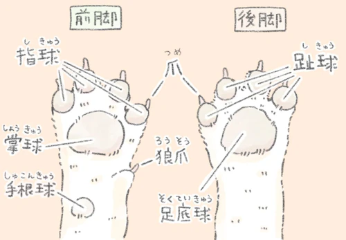 獣医師監修 犬の肉球の役割とは 体調不良のサインや病気 怪我の対処法 ケアの仕方などを解説 わんクォール 獣医師監修 犬の肉球の役割とは 体調不良のサインや病気 怪我の対処法 ケアの仕方などを解説 わんクォール