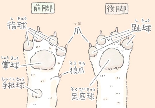 獣医師監修 犬の肉球の役割とは 体調不良のサインや病気 怪我の対処法 ケアの仕方などを解説 わんクォール 獣医師監修 犬の肉球の役割とは 体調不良のサインや病気 怪我の対処法 ケアの仕方などを解説 わんクォール