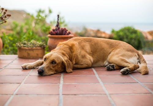 獣医師監修 犬が吐く理由とは 考えられる病気と病院に連れて行くべき危険な嘔吐について解説 わんクォール 獣医師監修 犬が吐く理由とは 考えられる病気と病院に連れて行くべき危険な嘔吐について解説 わんクォール