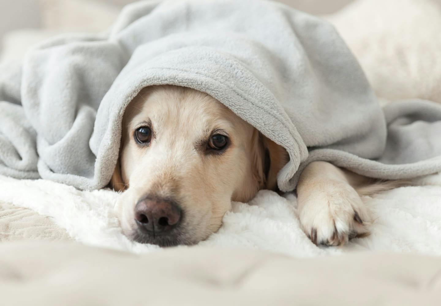 犬が風邪をひいた時の症状と治し方は？予防のポイントや人にうつるかどうかについても解説【獣医師監修】