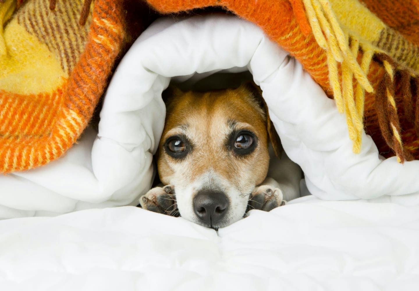 獣医師監修 犬が風邪をひいた時の症状と対処法は 予防のポイントや人にうつるかどうかについても解説 Illness 病気 わんクォール