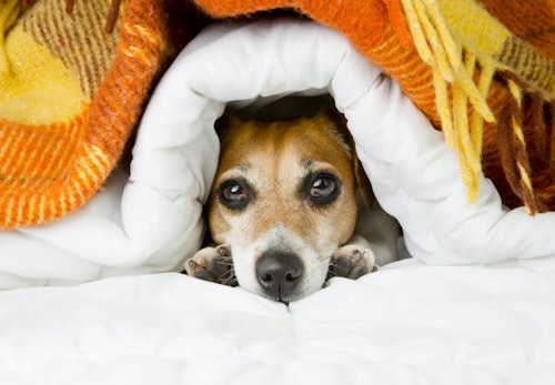 犬が風邪をひいた時の症状と治し方は 予防のポイントや人にうつるかどうかについても解説 獣医師監修 わんクォール