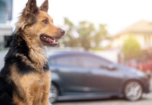 獣医師監修 犬の留守番は何時間が限界 年齢ごとの目安と必要なしつけ 環境作りについて解説 わんクォール