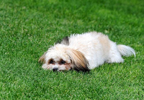 犬の血尿は病気のサイン 考えられる原因と病院に行くべき症状 対処法について解説 獣医師監修 わんクォール