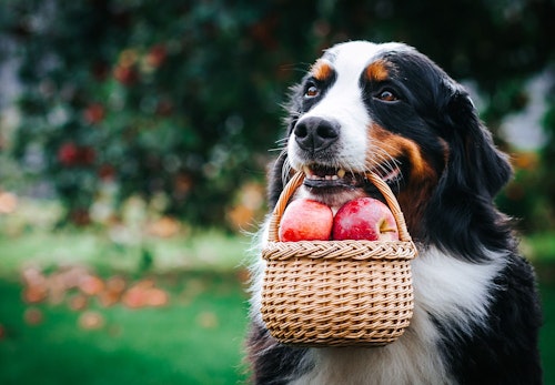 犬はりんごを食べても大丈夫 食べると危険な部位などの注意点や健康面でのメリットについて解説 獣医師監修 わんクォール 犬はりんごを食べても大丈夫 食べると危険な部位などの注意点や健康面でのメリットについて解説 獣医師監修 わんクォール
