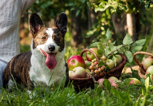 犬はりんごを食べても大丈夫 食べると危険な部位などの注意点や健康面でのメリットについて解説 獣医師監修 わんクォール