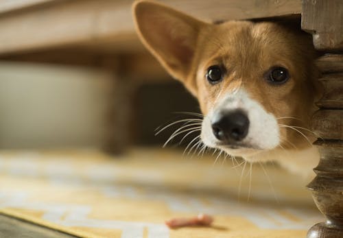 獣医師監修 犬の白内障の症状とは 原因と治療法 病院に行くタイミングや予防法について解説 わんクォール 獣医師監修 犬の白内障の症状とは 原因と治療法 病院に行くタイミングや予防法について解説 わんクォール