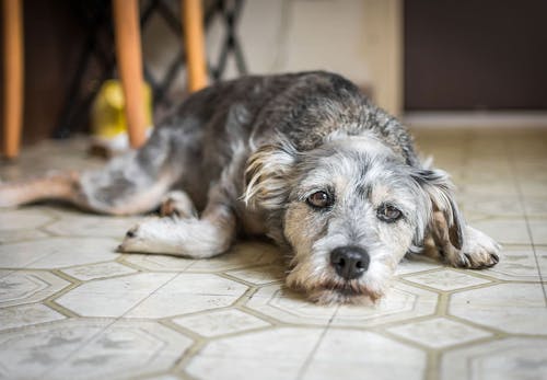 犬にマダニがついた時の対処法は 取ってしまっていいのか 感染する病気や予防策などを解説 獣医師監修 わんクォール