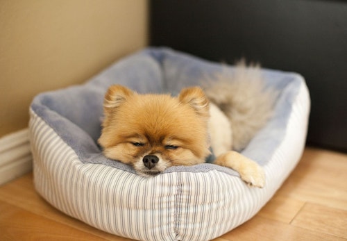犬のいびきの原因は 考えられる病気と対処法を解説 獣医師監修 わんクォール 犬のいびきの原因は 考えられる病気と対処法を解説 獣医師監修 わんクォール