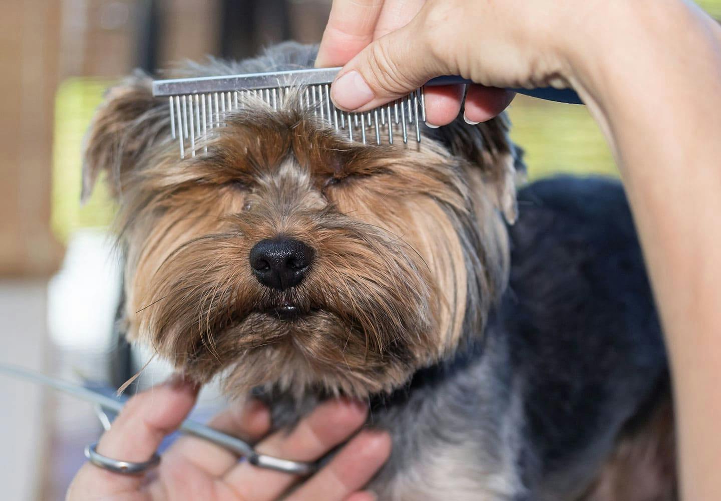 獣医師監修 犬のトリミングって具体的にどんなことをするの やる頻度や費用の目安について解説 Care お手入れ わんクォール