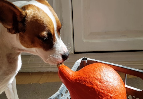 かぼちゃをくわえる犬