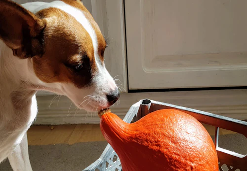 犬はかぼちゃを食べても大丈夫 与え方の注意点や適量 皮や種をどうするかを解説 獣医師監修 わんクォール 犬はかぼちゃを食べても大丈夫 与え方の注意点や適量 皮や種をどうするかを解説 獣医師監修 わんクォール