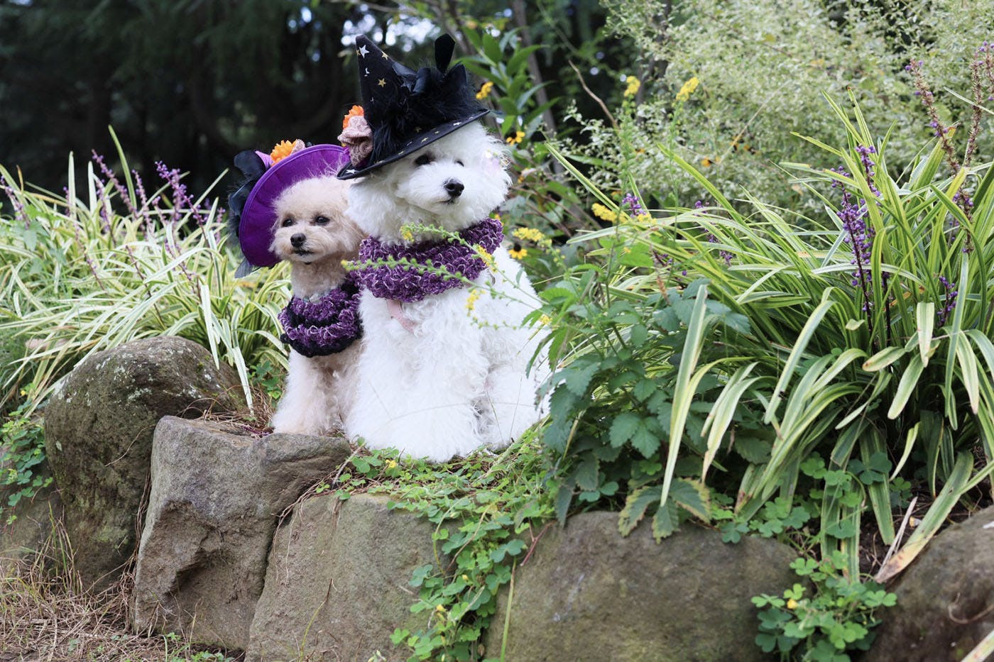 代々木公園ハロウィン