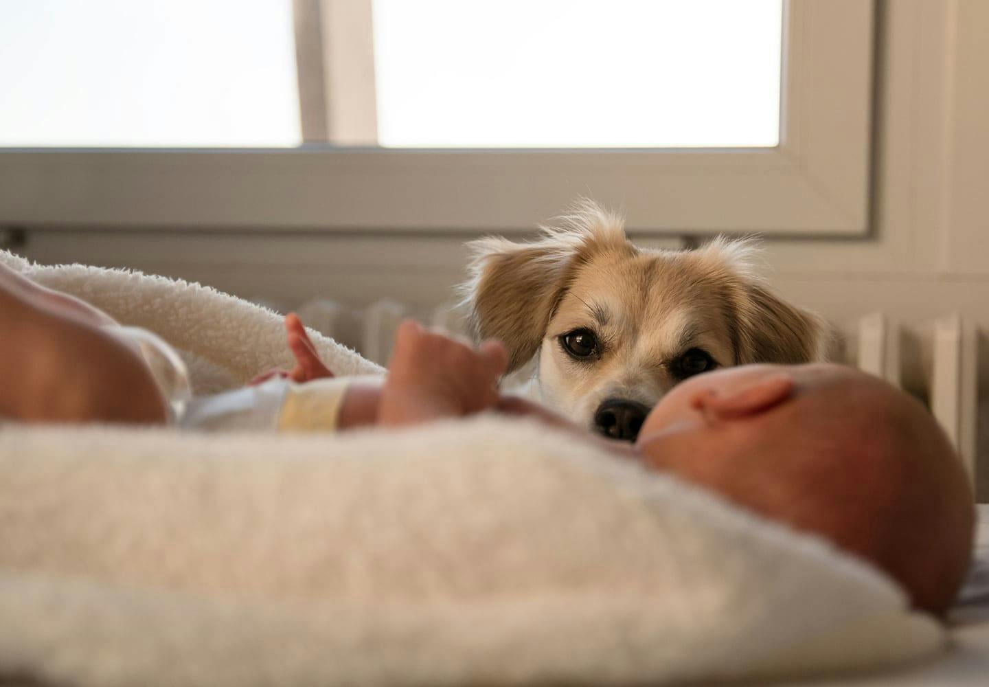 獣医師監修 犬と赤ちゃんの同居で気をつけることとは トラブルや事故を防止するための注意点などを解説 お役立ち わんクォール