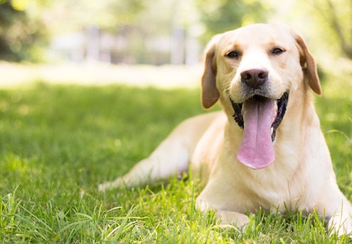 犬のしゃっくりの原因は 考えられる病気と対処法 病院に連れて行くべき症状を解説 獣医師監修 わんクォール 犬のしゃっくりの原因は 考えられる病気と対処法 病院に連れて行くべき症状を解説 獣医師監修 わんクォール