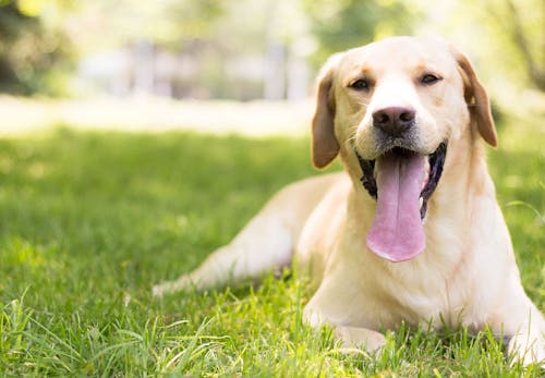 犬のしゃっくりの原因は 考えられる病気と対処法 病院に連れて行くべき症状を解説 獣医師監修 わんクォール