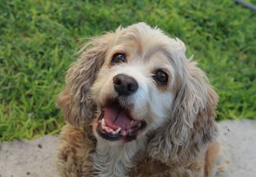 犬のしゃっくりの原因は 考えられる病気と対処法 病院に連れて行くべき症状を解説 獣医師監修 わんクォール