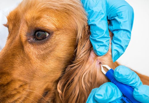 犬にマダニがついた時の対処法は 取ってしまっていいのか 感染する病気や予防策などを解説 獣医師監修 わんクォール