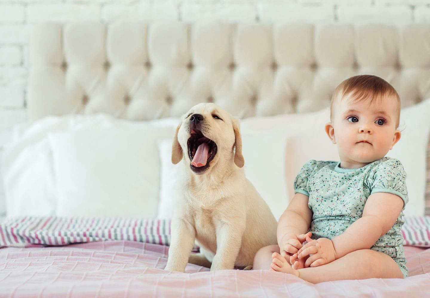 獣医師監修 犬と赤ちゃんの同居で気をつけることとは トラブルや事故を防止するための注意点などを解説 わんクォール