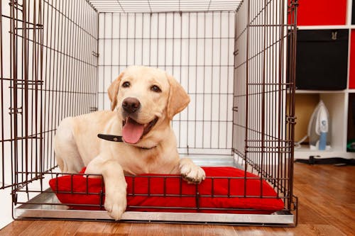 獣医師監修 犬にケージが必要な理由とは メリットや使用するときの注意点 商品の選び方について解説 わんクォール 獣医師監修 犬にケージが必要な理由とは メリットや使用するときの注意点 商品の選び方について解説 わんクォール