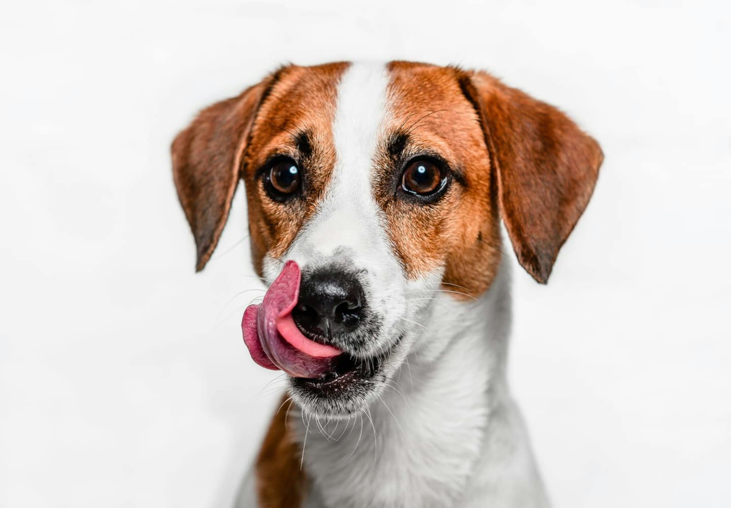 舌舐めずりしている犬