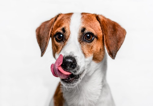 舌舐めずりしている犬