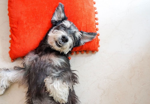 犬のいびきの原因は 考えられる病気と対処法を解説 獣医師監修 わんクォール 犬のいびきの原因は 考えられる病気と対処法を解説 獣医師監修 わんクォール