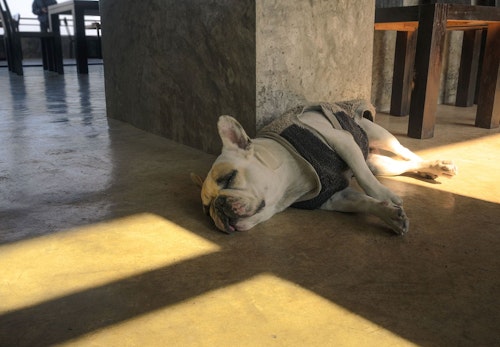 犬のいびきの原因は 考えられる病気と対処法を解説 獣医師監修 わんクォール 犬のいびきの原因は 考えられる病気と対処法を解説 獣医師監修 わんクォール