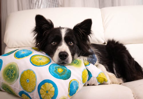 犬はキウイを食べても大丈夫 健康面で期待できることや注意点 おすすめの与え方を解説 獣医師監修 わんクォール