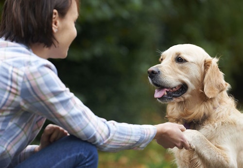 犬のいびきの原因は 考えられる病気と対処法を解説 獣医師監修 わんクォール