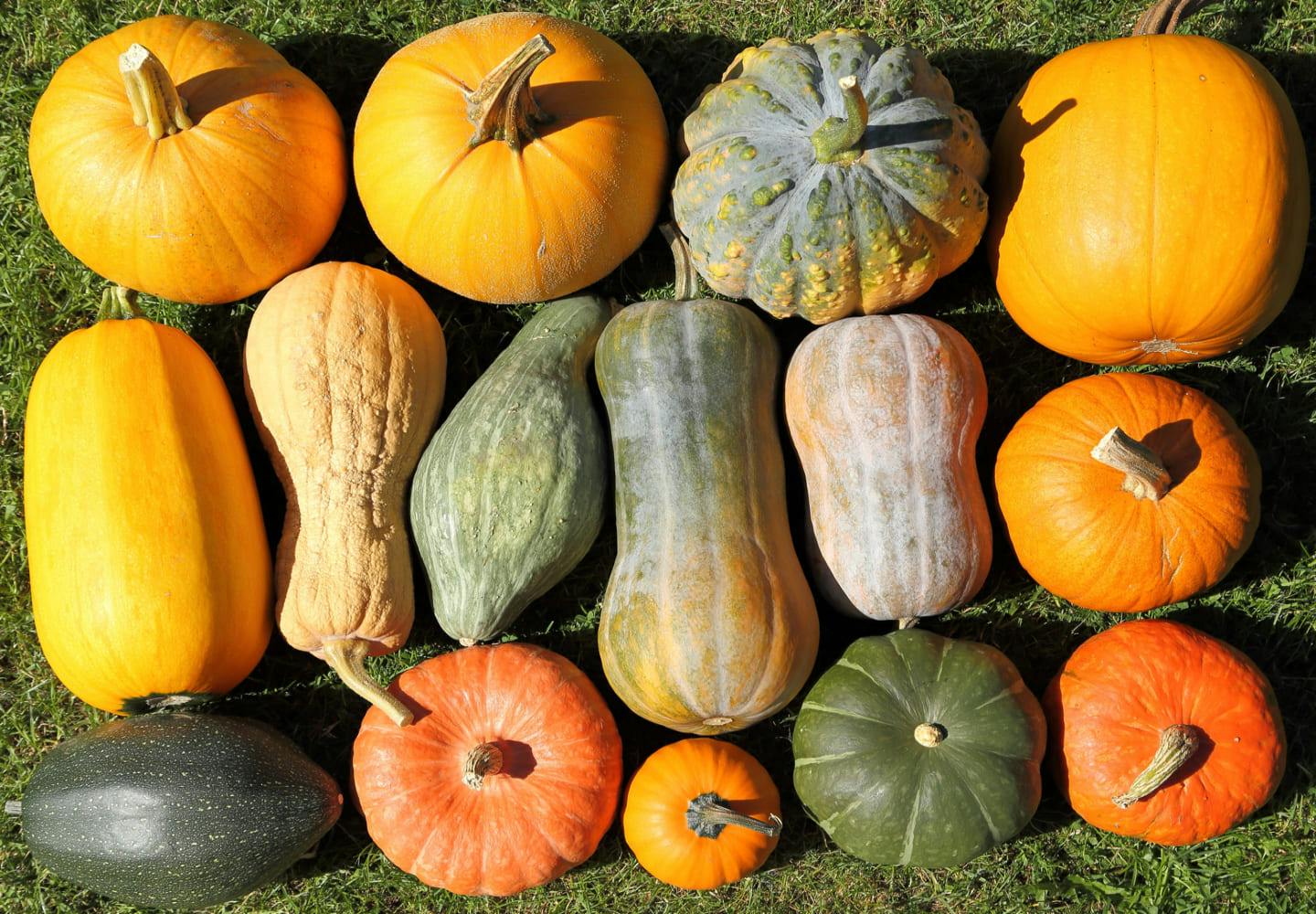 数種類のかぼちゃ
