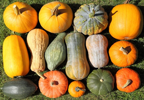 数種類のかぼちゃ