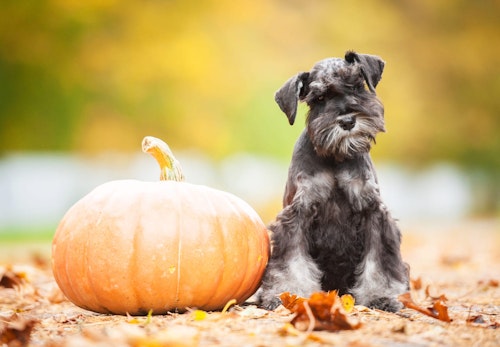 犬はかぼちゃを食べても大丈夫！与え方の注意点や適量、皮や種をどうするかを解説【獣医師監修】