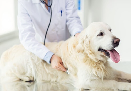 【獣医師監修】犬のてんかんの症状とは？種類や原因、発作が起きた時の対処法などについて解説