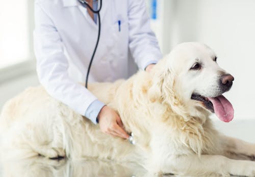 獣医師監修 犬のてんかんの症状とは 種類や原因 発作が起きた時の対処法などについて解説 わんクォール