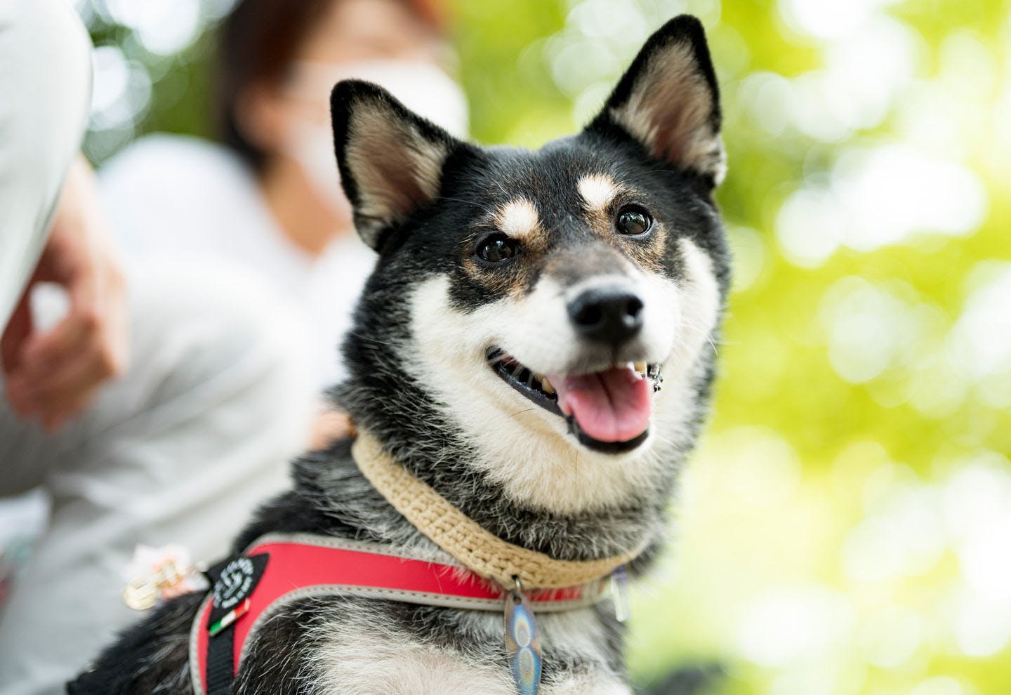 愛犬家 愛犬家の一日《WanScene100》谷内さん&ANKH（柴犬）|ワンクォール