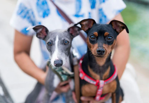 愛犬家の一日 Wanscene101 高野さん 菊千代 ミニピン ひなた イタグレ わんクォール 愛犬家の一日 Wanscene101 高野さん 菊千代 ミニピン ひなた イタグレ わんクォール