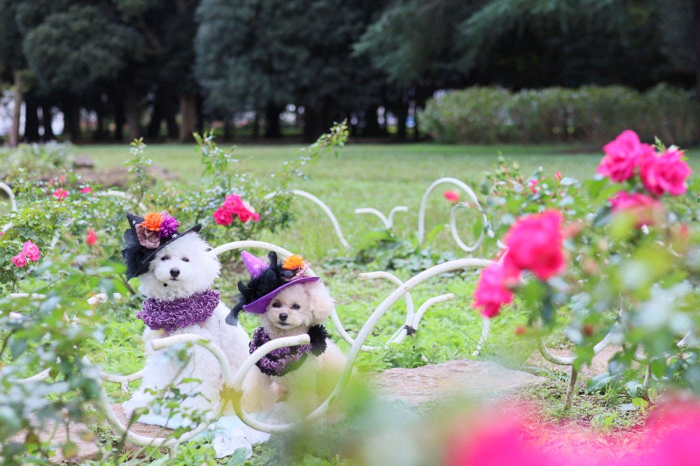 代々木公園ハロウィン