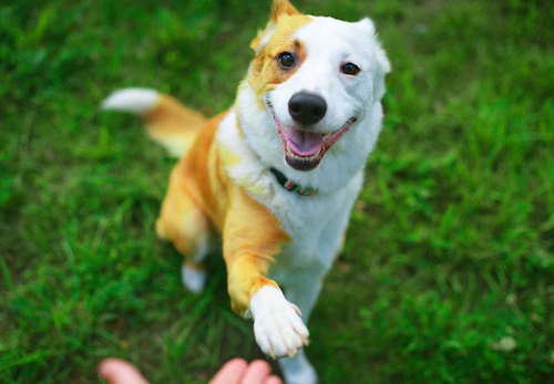 獣医師監修 犬の肉球の役割とは 体調不良のサインや病気 怪我の対処法 ケアの仕方などを解説 わんクォール 獣医師監修 犬の肉球の役割とは 体調不良のサインや病気 怪我の対処法 ケアの仕方などを解説 わんクォール